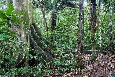 amazonrainforest.jpg