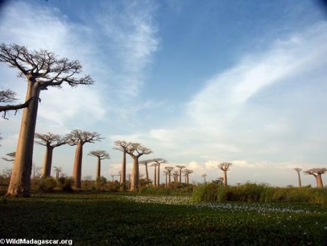baobabs0128.jpg