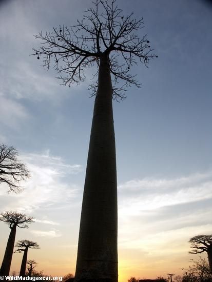 baobabs0147.jpg