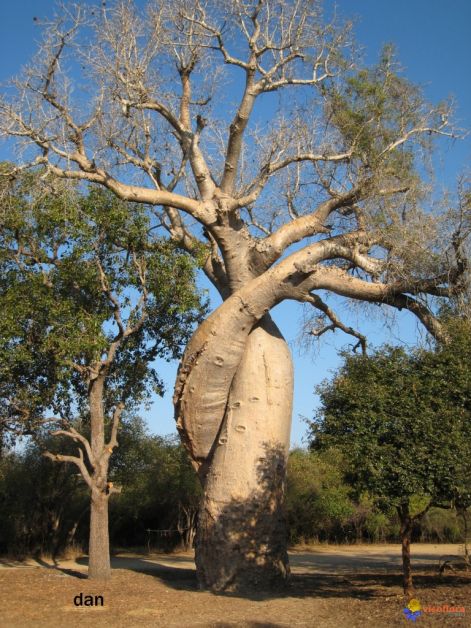 le-baobab-amoureux-visoflora-5842.jpg